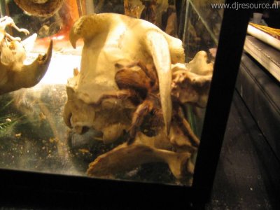 Our MEMBERS can Enlarge : Skulled Tarantulla Mansion