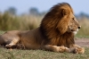 Late-Leeuw-relax-lion