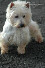 Hondje Saskia