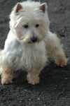 Hondje-Saskia